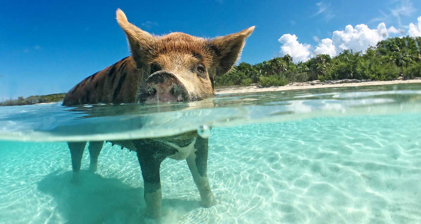 croppedPiggy
